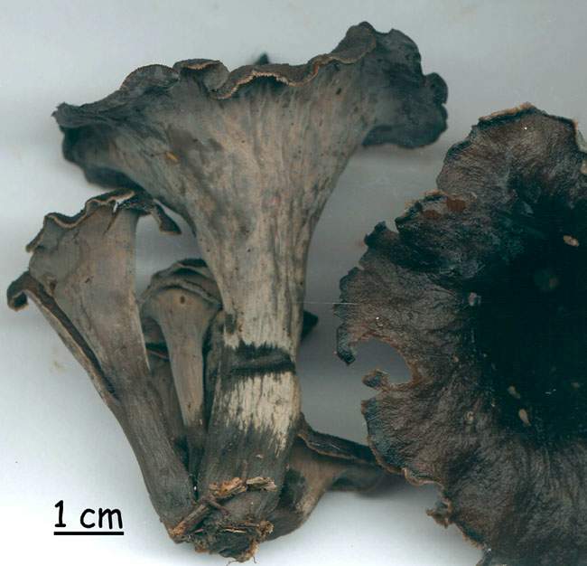 Craterellus cornucopioides